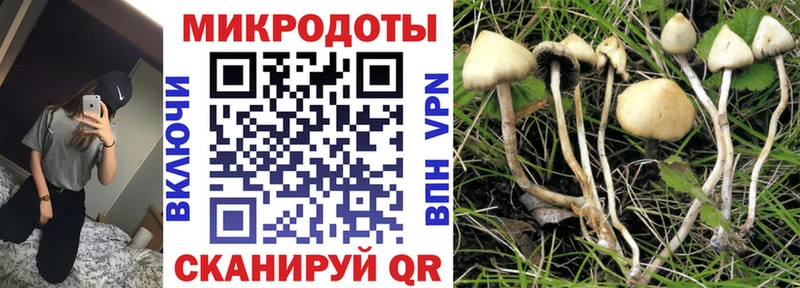 Купить  Тихорецк  Псилоцибиновые грибы Cubensis 